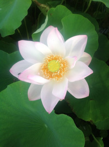 源昌院の蓮