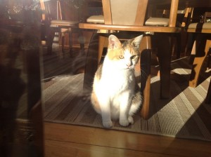 玉ちゃん
