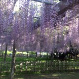 玉敷神社の藤