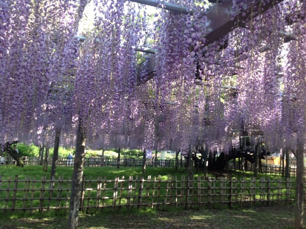 玉敷神社の藤