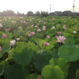 源昌院の蓮