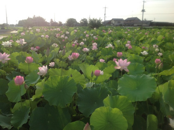 源昌院の蓮
